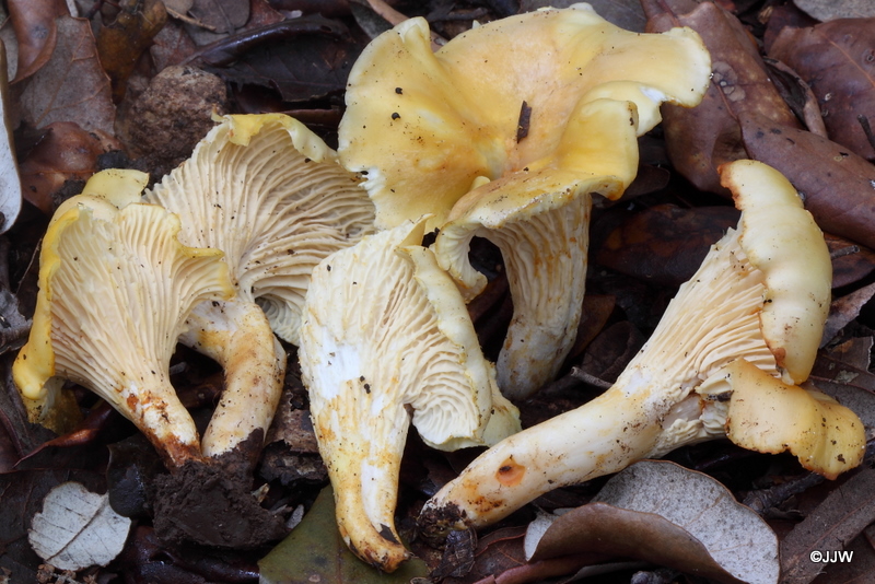 Cantharellus ferruginascens f. lilacinopruinatus